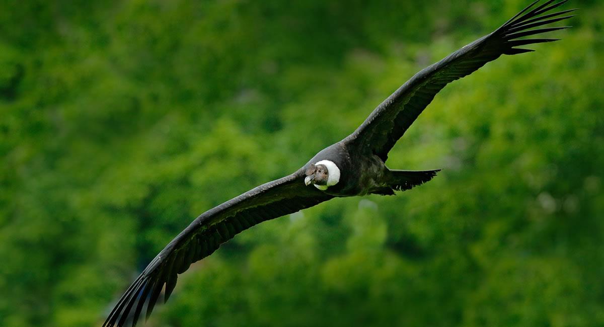 Cuando el cóndor extiende sus alas tiene un tamaño de 3,5 metros en promedio. Foto: Shutterstock