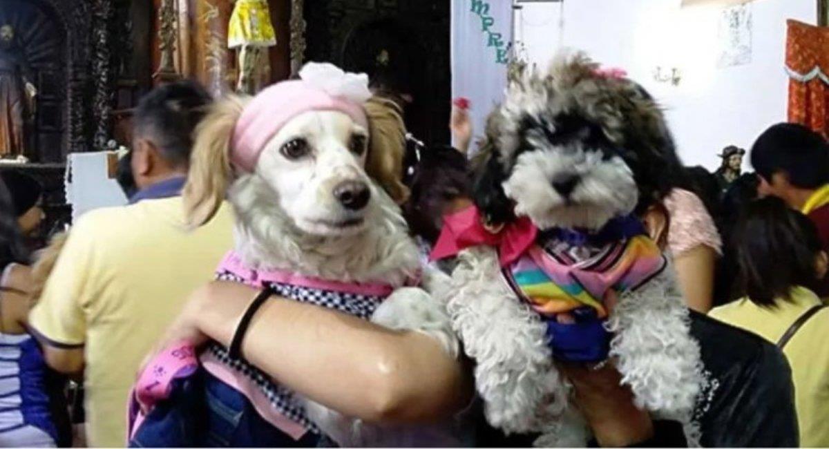 Feicobol organiza una feria virtual de mascotas. Foto: ABI