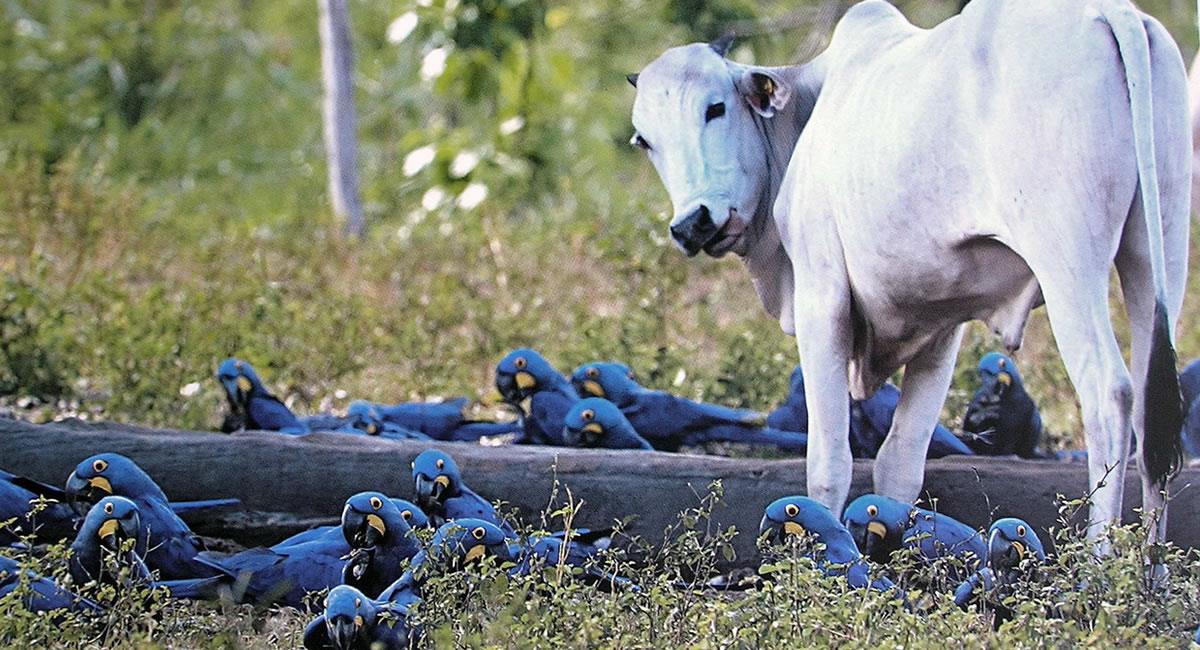 Guacamayos azules junto a un cebú, en el estado Mato Grosso (Brasil). Foto: EFE