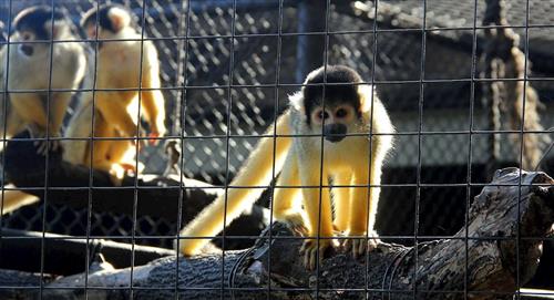 Animales del zoológico de Santa Cruz encuentran alivio ante ausencia de visitantes