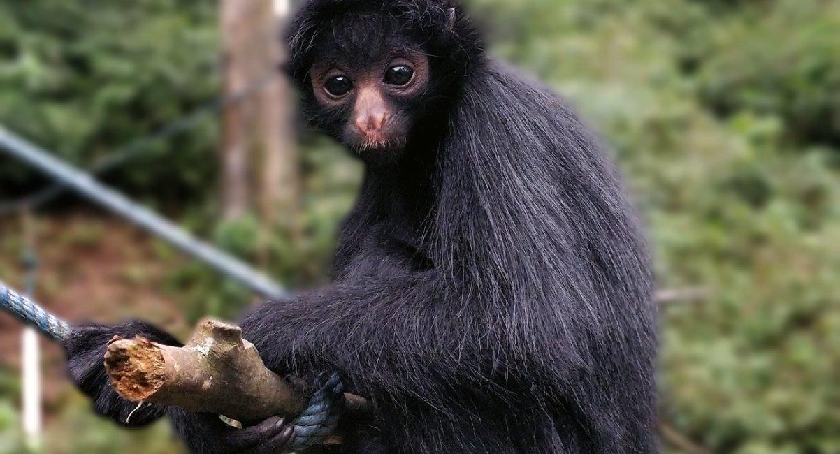 La pequeña mono araña que recibirá el nombre del mayor donador. Foto: Facebook @comunidadintiwarayassi