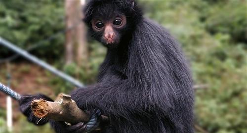 Un refugio de animales recibe ayuda a cambio de nombrar a una mono bebé
