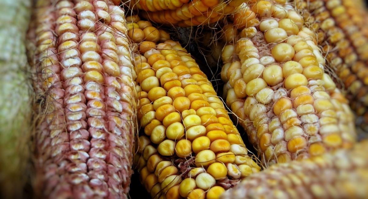 El Decreto Supremo 4348 regula el cultivo de maíz. Foto: Pixabay