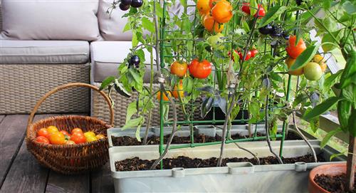¡Crea tu propio huerto de vegetales en casa!
