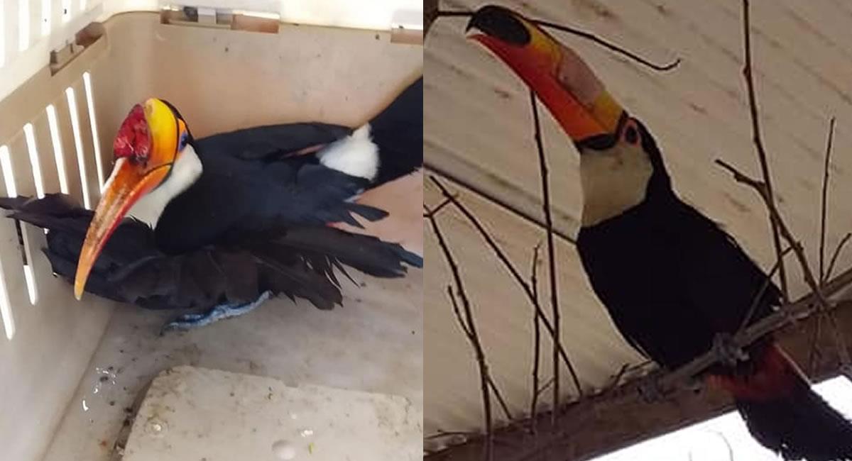 El ave perdió su pico por comer frutas de una propiedad. Foto: Facebook Jerjes Suarez Ruiz