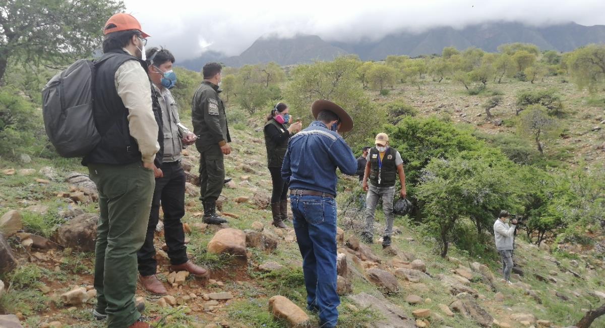 34 cóndores fueron hallados muertos en Tarija. Foto: ABI