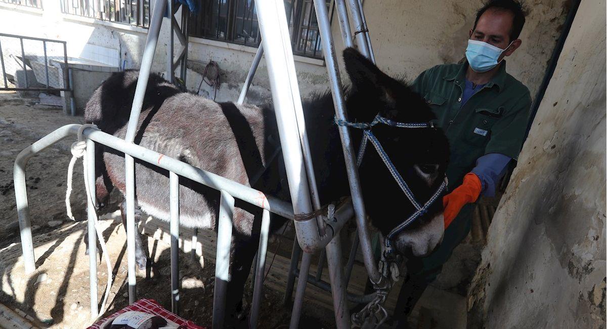 Bolivia desarrolla suero hiperinmune a partir del plasma de burros. Foto: EFE