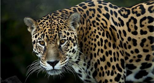 Tigre Gente, el documental sobre el tráfico del jaguar boliviano