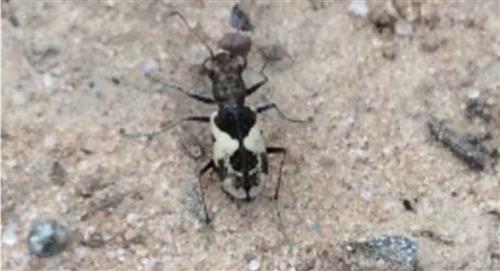 Hallan nueva especie de escarabajo en Bolivia