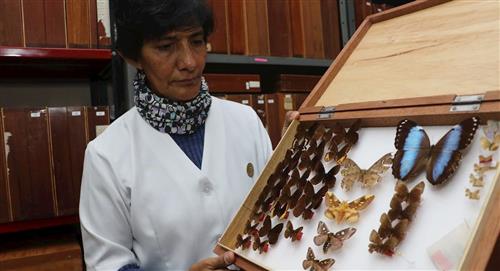 Julieta Ledezma, guardiana de los insectos en Bolivia