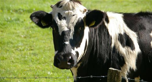 Científicos les enseñan a las vacas a ir al baño para proteger el medio ambiente