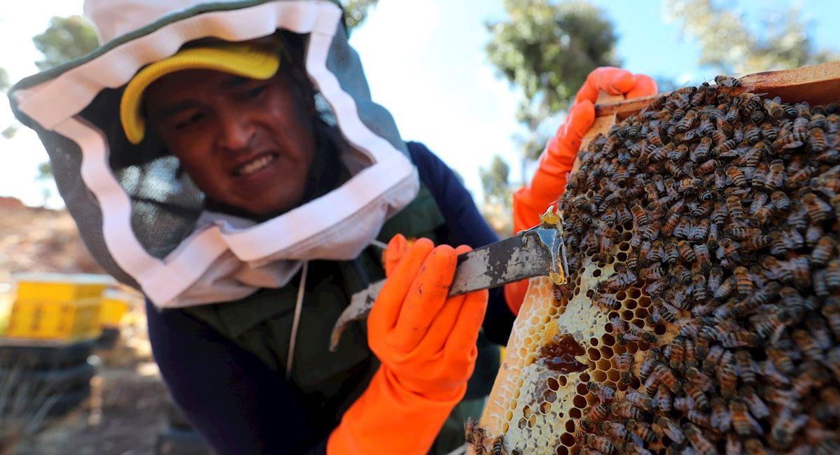 Wilder Humérez recolecta miel en el Centro Apícola "La Reina del Lago". Foto: EFE