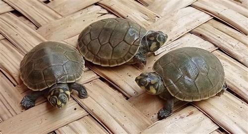 Guarderías y padrinos para preservar a las tortugas