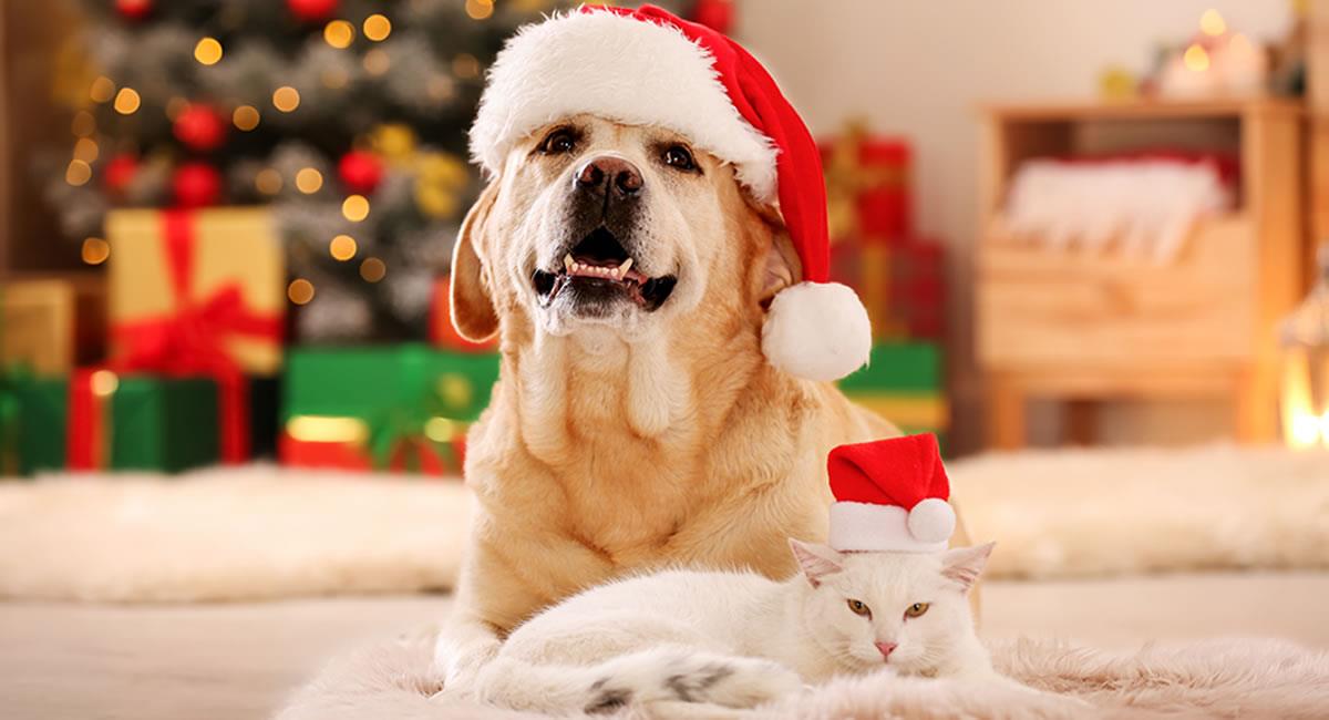 Navidad se convierte en una época estresante para tus mascotas. Foto: Shutterstock