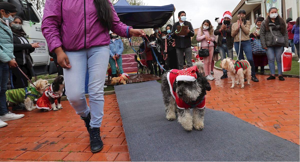 Personas asisten con sus mascotas para participar del concurso de disfraces navideños. Foto: EFE