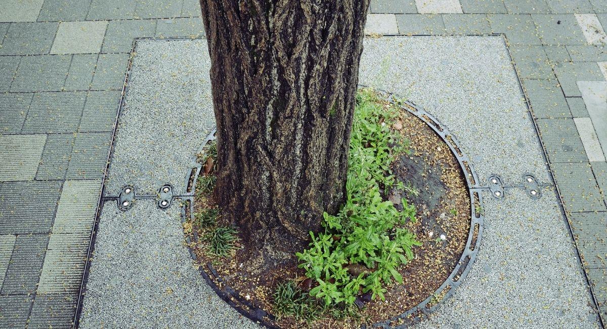 Imagen de referencia de un árbol en la ciudad. Foto: Canva