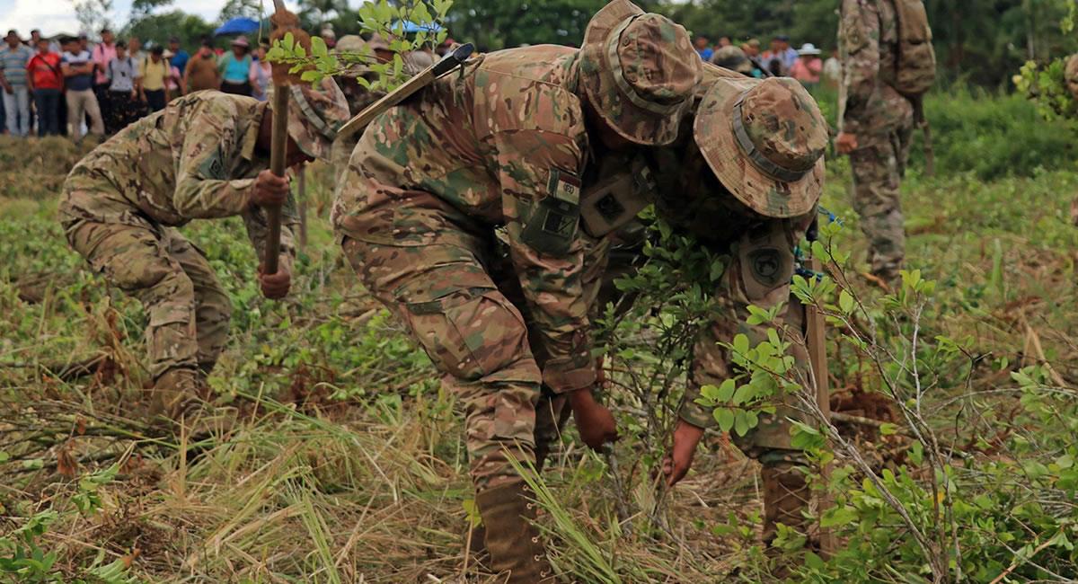 Soldados bolivianos realizan hoy erradicación de cultivos ilegales de hoja de coca. Foto: EFE