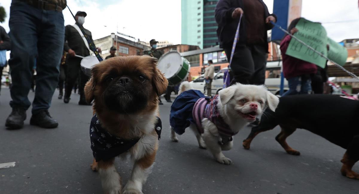 Agentes caninos y perros civiles marcharon en la ciudad boliviana de La Paz. Foto: EFE