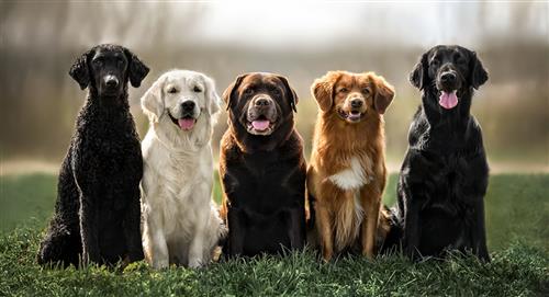 ¿Cuáles son los perros con más y menos esperanza de vida?
