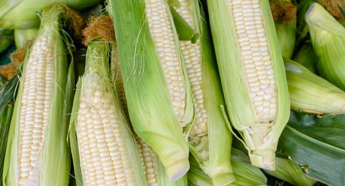 Imagen de referencia del grano de maíz. Foto: Canva