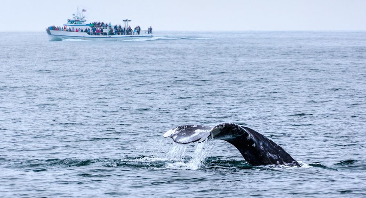 Un avistamiento de una ballena en una bahía de México estuvo cerca de convertirse en tragedia. Foto: Shutterstock
