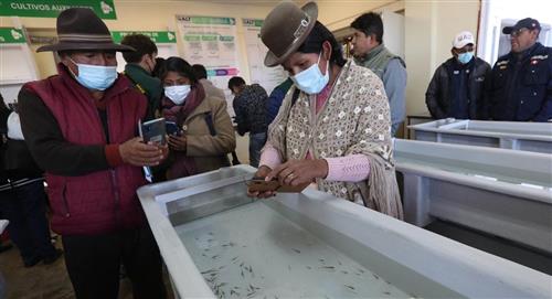Un millón de larvas anuales es a lo que apunta el laboratorio de reproducción de peces del Lago Titicaca