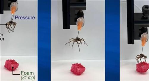 Necrobótica: La ciencia que permitió crear pinzas mecánicas a partir de patas de arañas