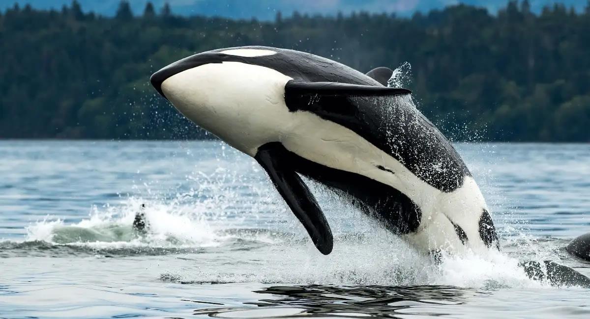 La orca murió en 2017 tras graves problemas de salud. Foto: Shutterstock