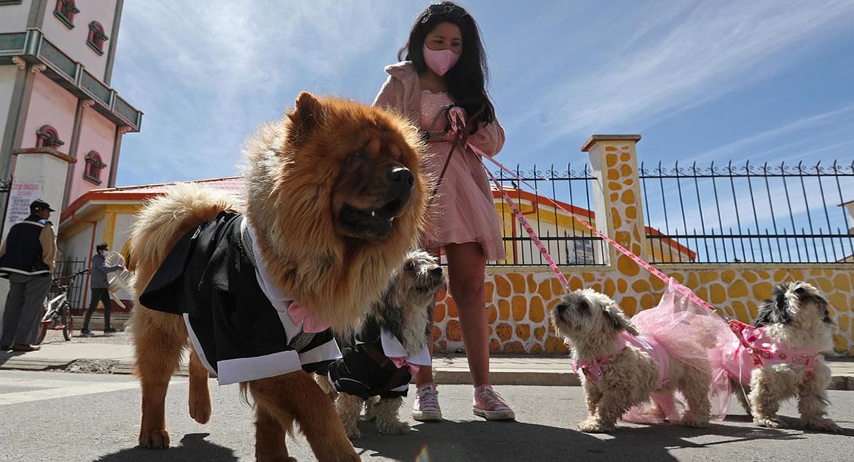 Personas y sus mascotas asisten a una misa de San Roque en el 'Día de los Perros'. Foto: EFE