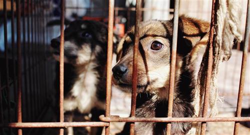 Presentan proyecto de ley que endurece las condenas por maltrato animal