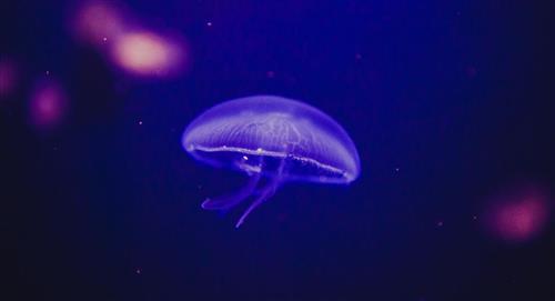 Inmortalidad: Una minúscula medusa es la clave