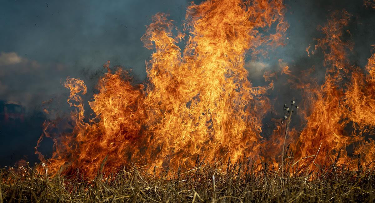 Más de 800 mil hectáreas quemadas en lo que va del año. Foto: Pixabay