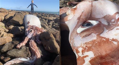 Aparece monstruosa criatura de un solo ojo a la orilla del mar