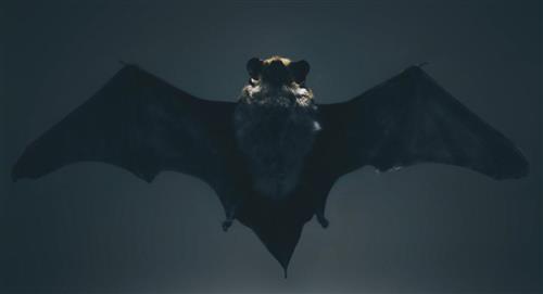 El nuevo virus encontrado en murciélagos que preocupa a los científicos