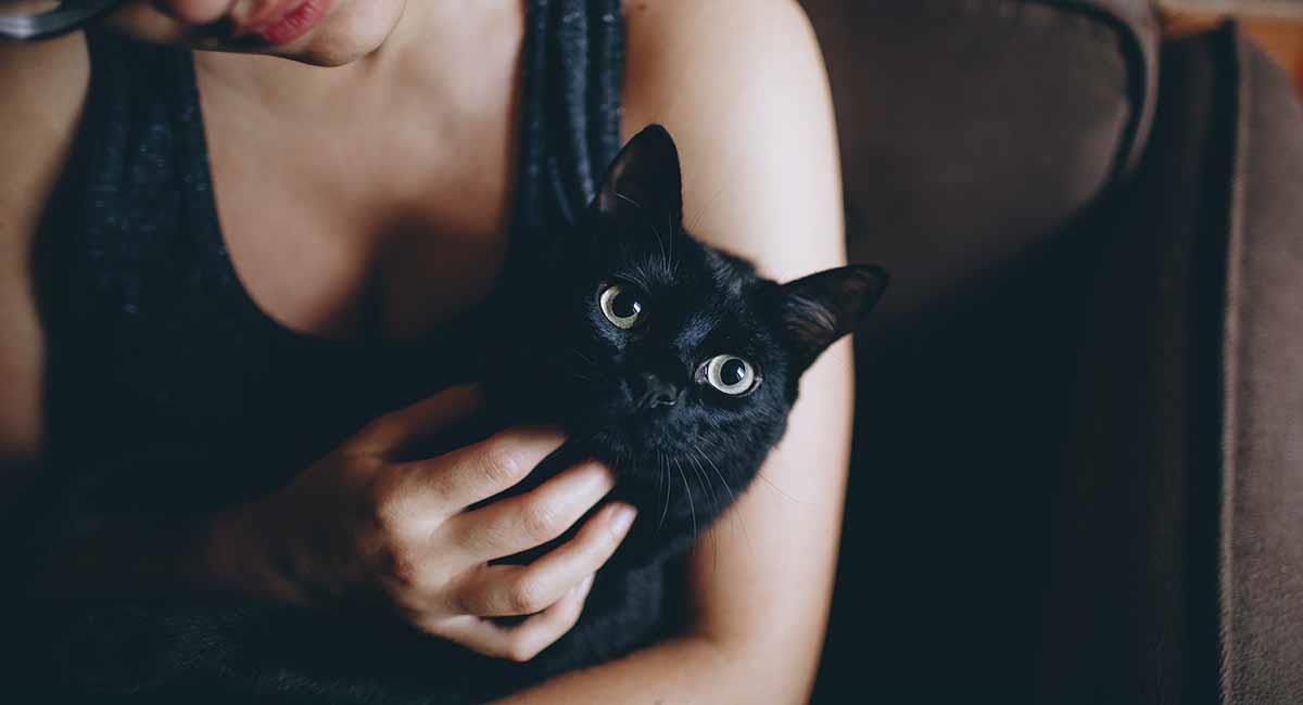 Los rescatistas advierten de posibles casos de maltrato animal para con los gatos de color negro y blanco. Foto: Pixabay