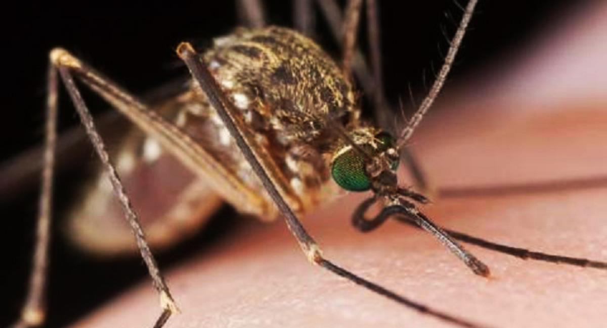 La enfermedad es transmitida por un mosquito, usualmente en zonas cálidas y tropicales. Foto: Ministerio de Salud