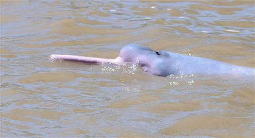 Rescatan a dos "delfines rosados" en la Selva Amazónica de Bolivia