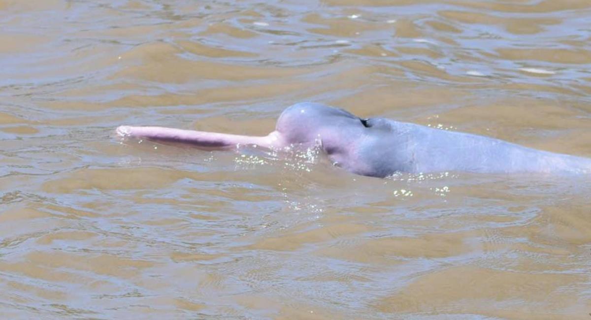 Los delfines rosados estaban buscando "un lugar tranquilo" y quedaron atrapados. Foto: Twitter @GobernaciónSantaCruz