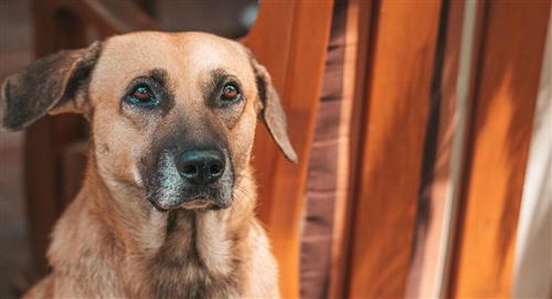 Incrementan los casos de rabia canina en Chuquisaca, suman 17 en total