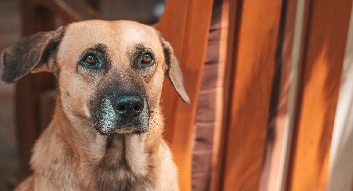 El Sedes recomienda inmunizar a las mascotas contra la rabia. Foto: Unsplash