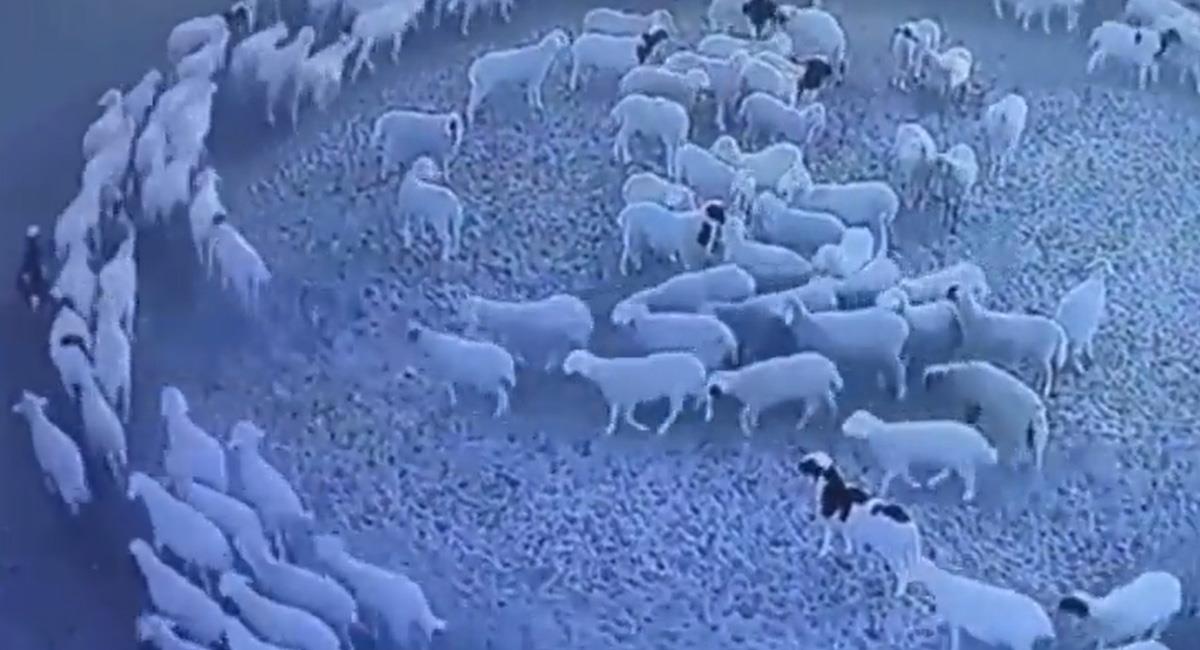 Las ovejas caminaron durante 15 días seguidos en círculos, pero estaban "sanas". Foto: Youtube
