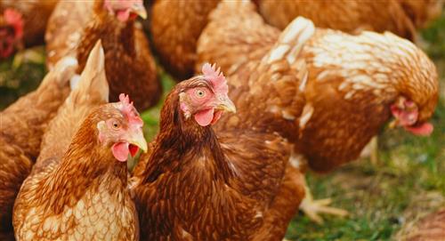 Senasag declara alerta sanitaria, países vecinos reportan la presencia de influenza aviar