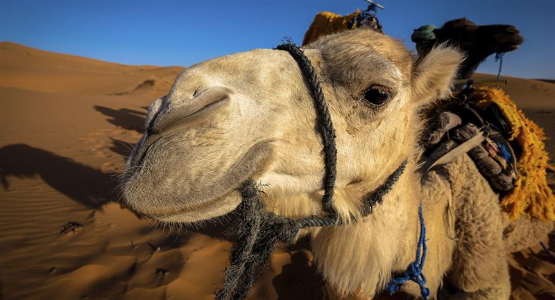 Virus del camello, la enfermedad que tiene en riesgo a los jugadores del Mundial Qatar 2022 