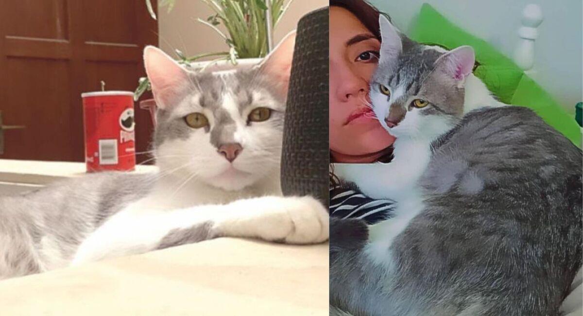 El gato Tito, fue extraviado por BOA en un vuelo de Tarija a Santa Cruz. Foto: Facebook