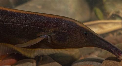 Identifican 35 nuevas especies de peces en Parque Nacional Madidi