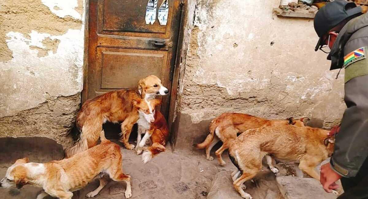 Pofoma intervino la vivienda y rescató a los más de 30 canes. Foto: Facebook Policía Boliviana