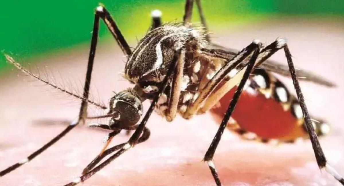 Las autoridades analizan dictar una alerta roja por el incremento de casos de dengue. Foto: Twitter