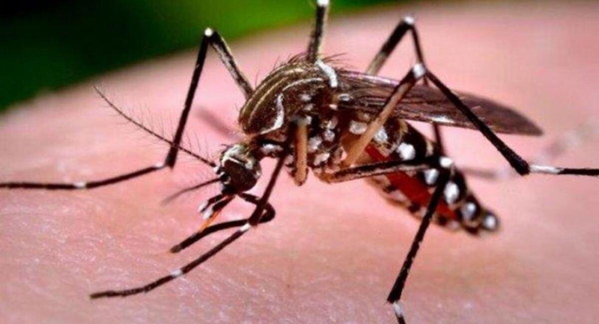 Santa Cruz vive una epidemia de dengue con más de 300 casos registrados. Foto: Ministerio de Salud
