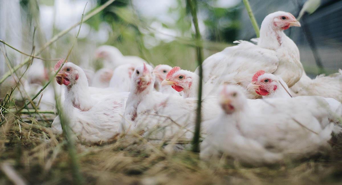 La gripe aviar ha contaminado a varios criaderos de aves en Cochabamba. Foto: Pixabay