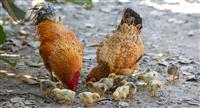 Desde el Senasag ejecutan un plan de contingencia para evitar la propagación de la gripe aviar
